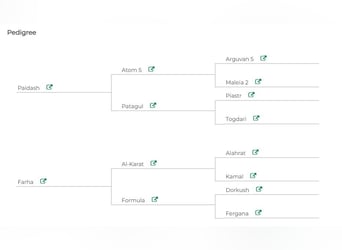 Akhal-Teke, Castrone, 5 Anni, 164 cm, Baio scuro