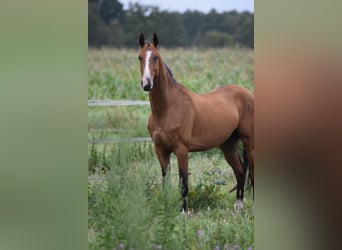 Akhal-Teke, Castrone, 5 Anni, 165 cm, Baio