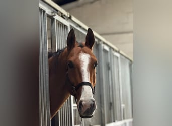 Akhal-Teke, Castrone, 5 Anni, 165 cm, Baio