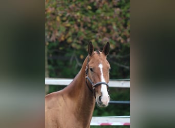 Akhal-Teke, Castrone, 5 Anni, 165 cm, Baio ciliegia