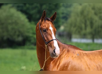 Akhal-Teke, Castrone, 5 Anni, 165 cm, Baio ciliegia