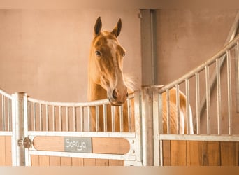 Akhal-Teke, Castrone, 6 Anni, 156 cm, Palomino