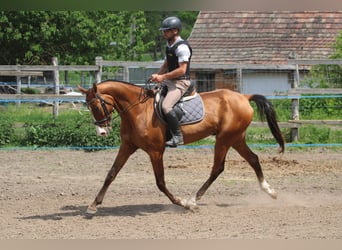 Akhal-Teke, Castrone, 6 Anni, 165 cm, Baio ciliegia