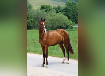 Akhal-Teke, Castrone, 6 Anni, 165 cm, Baio ciliegia