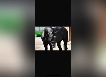 Akhal-Teke, Étalon, 12 Ans, 165 cm, Noir