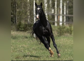 Akhal-Teke, Étalon, 12 Ans, 165 cm, Noir