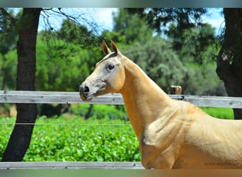 Akhal-Teke, Étalon, 16 Ans, 164 cm, Palomino