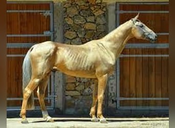 Akhal-Teke, Étalon, 16 Ans, 164 cm, Palomino