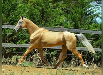 Akhal-Teke, Étalon, 16 Ans, 164 cm, Palomino