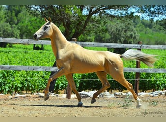 Akhal-Teke, Étalon, 16 Ans, 164 cm, Palomino