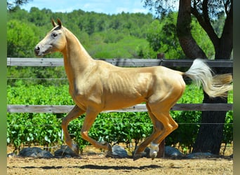 Akhal-Teke, Étalon, 16 Ans, 164 cm, Palomino