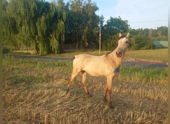 Akhal-Teke, Étalon, 1 Année, 160 cm, Buckskin