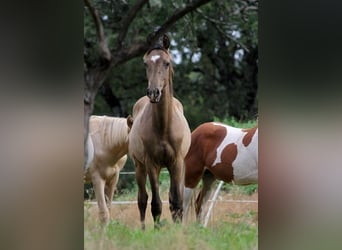 Akhal-Teke, Étalon, 1 Année, 160 cm, Buckskin