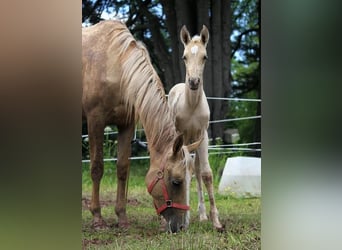 Akhal-Teke, Étalon, 1 Année, 160 cm, Palomino