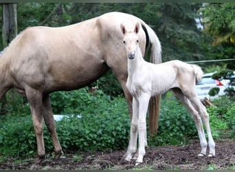 Akhal-Teke, Étalon, 1 Année, 160 cm, Palomino