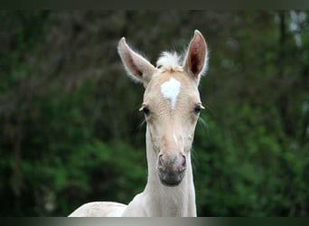 Akhal-Teke, Étalon, 1 Année, 160 cm, Palomino