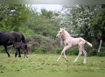 Akhal-Teke, Étalon, 1 Année, 160 cm, Palomino