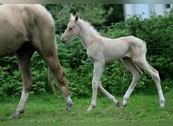 Akhal-Teke, Étalon, 1 Année, 160 cm, Palomino