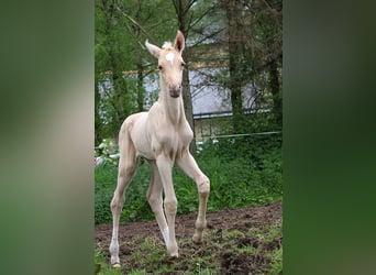 Akhal-Teke, Étalon, 1 Année, 160 cm, Palomino