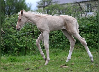 Akhal-Teke, Étalon, 1 Année, 160 cm, Palomino