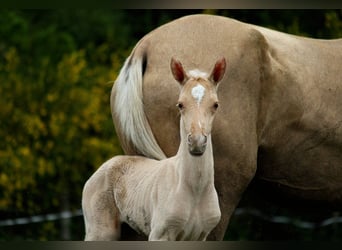 Akhal-Teke, Étalon, 1 Année, 160 cm, Palomino