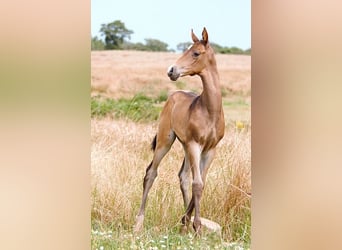 Akhal-Teke, Étalon, 1 Année, 162 cm, Buckskin