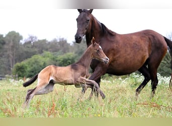 Akhal-Teke, Étalon, 1 Année, 162 cm, Buckskin