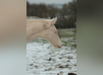 Akhal-Teke, Étalon, 1 Année, 165 cm, Perlino