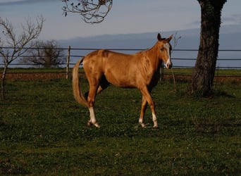 Akhal-Teke, Étalon, 2 Ans, 153 cm, Cremello