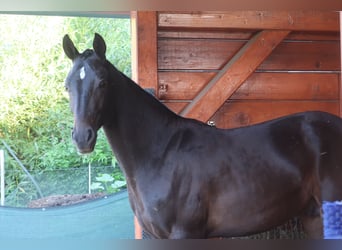 Akhal-Teke, Étalon, 2 Ans, 156 cm, Bai brun