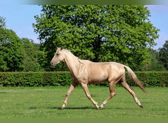Akhal-Teke, Étalon, 2 Ans, 162 cm, Palomino