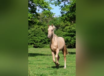Akhal-Teke, Étalon, 2 Ans, 162 cm, Palomino