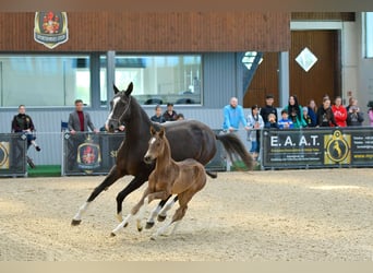 Akhal-Teke, Étalon, 2 Ans, Isabelle