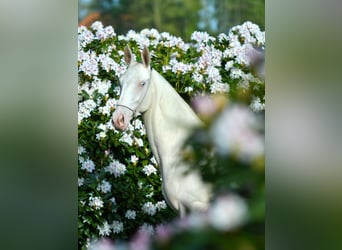 Akhal-Teke, Étalon, 2 Ans, Isabelle