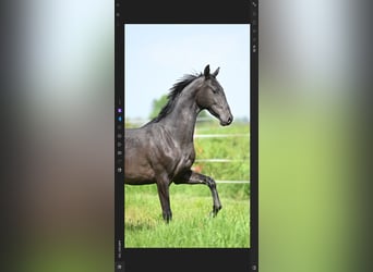 Akhal-Teke, Étalon, 2 Ans, Noir