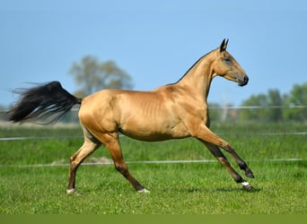 Akhal-Teke, Étalon, 2 Ans, Noir