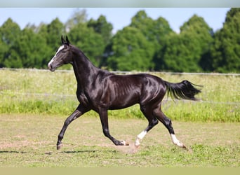 Akhal-Teke, Étalon, 2 Ans, Noir