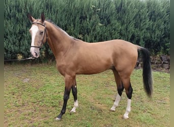 Akhal-Teke, Étalon, 3 Ans, 152 cm, Bai clair