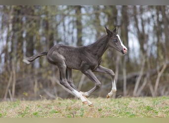 Akhal-Teke, Étalon, 3 Ans, 159 cm, Noir