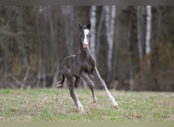 Akhal-Teke, Étalon, 3 Ans, 159 cm, Noir
