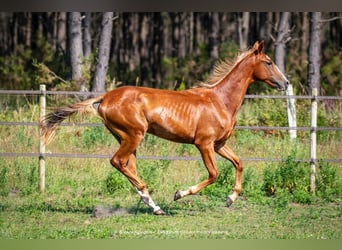 Akhal-Teke, Étalon, 3 Ans, 165 cm, Alezan