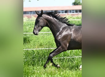 Akhal-Teke, Étalon, 3 Ans, Bai brun foncé