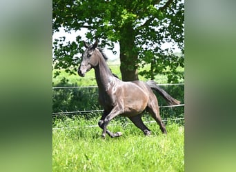 Akhal-Teke, Étalon, 3 Ans, Bai brun foncé