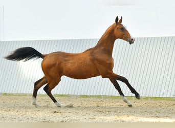 Akhal-Teke, Étalon, 3 Ans, Bai