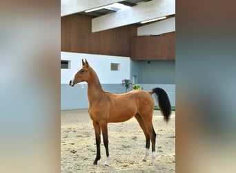 Akhal-Teke, Étalon, 3 Ans, Bai