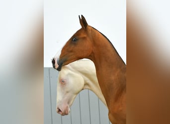 Akhal-Teke, Étalon, 3 Ans, Bai