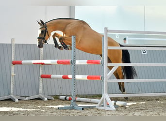 Akhal-Teke, Étalon, 3 Ans, Noir