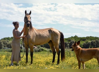 Akhal-Teke, Étalon, 4 Ans, 149 cm, Isabelle