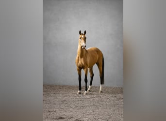 Akhal-Teke, Étalon, 4 Ans, 161 cm, Buckskin