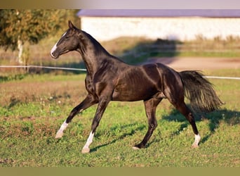 Akhal-Teke, Étalon, 5 Ans, 162 cm, Noir